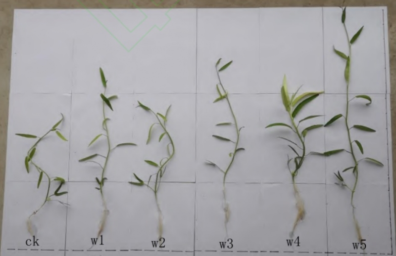 Effects of alginate oligosaccharides on the plant growth