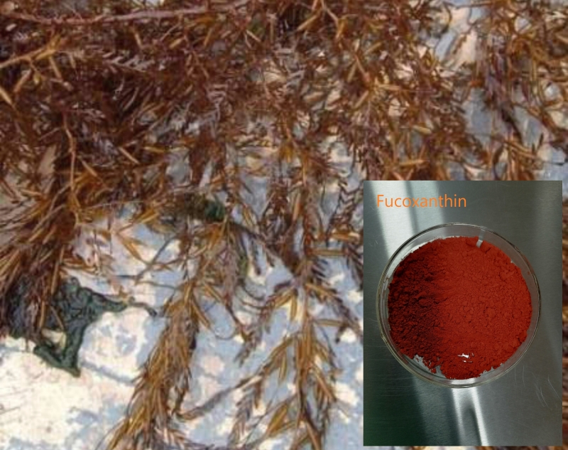 Natural antioxidant pigment fucoxanthin