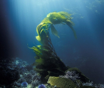  FucoThin® fucoxanthin