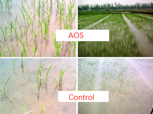 AOS for rice cold protection.png