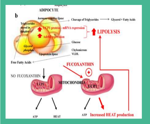 fucoxanthin weight loss.png