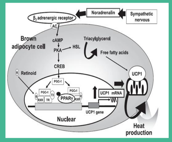 fucoxanthin extract weight loss.png
