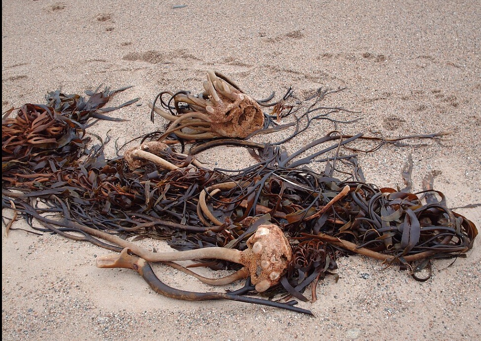 Lessonia nigrescens.jpg