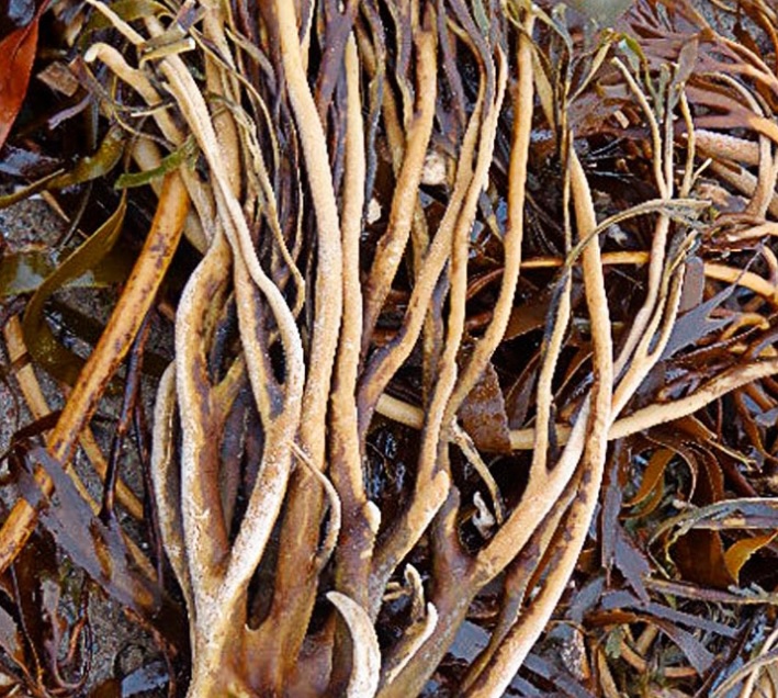 Lessonia trabeculata.jpg